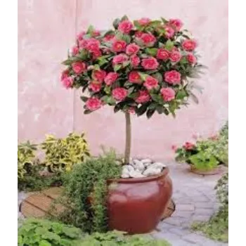 A1 Rose Plants